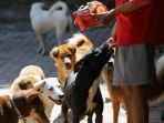 melihat-shelter-anjing-saat-pandemi-covid-19_20200604_230316.jpg