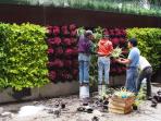 membuat-vertical-garden_20160329_095436.jpg