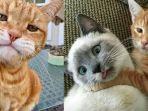 meme-kucing-oren-yang-viral-di-instagram.jpg