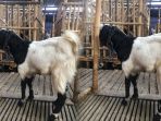 menabung-setahun-untuk-berkurban-anak-sd-di-sukoharjo-ini-bikin-takjub-penjual-kambing_20180815_203545.jpg