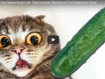 mengapa-kucing-selalu-kaget-dan-takut-dengan-mentimun_20180608_150923.jpg