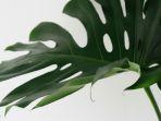 mengenal-tanaman-monstera-atau-janda-bolong-begini-cara-perawatannya.jpg