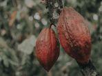 Dampak El Nino, Pasokan Kakao Terganggu, Harga Coklat Dunia Diramal Melonjak