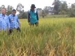 meninjau-sawah_20160719_110532.jpg