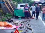 menjual-ular_20161208_144435.jpg