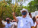 menko-airlangga-menyaksikan-langsung-panen-perdana-padi-gogo.jpg