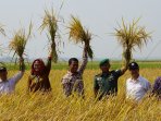 mentan-amran-panen-raya-padi-di-karawang_20150925_182529.jpg