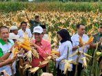 mentan-amran-saat-melakukan-panen-jagung-di-desa-randu-merak.jpg