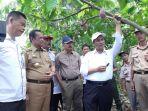 mentan-melalukan-program-peremajaan-rempah-dan-kakao.jpg