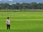 mentan-syahrul-yasin-limpo-di-tengah-sawah.jpg