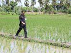 mentan-syl-pastikan-pertanaman-jagung-di-jeneponto-kondisi-bagus.jpg