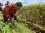 menteri-amran-sulaiman-di-sawah.jpg