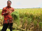 menteri-pertanian-amran-sulaiman-di-sawah.jpg