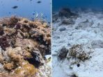 menteri-susi-pudjiastuti-marah-besar-terumbu-karang-raja-ampat-rusak-parah_20170315_145200.jpg