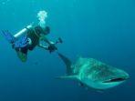 menyelam-bersama-hiu-paus-di-shark-diving-indonesia-sharkdivingindonesiacom.jpg