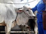 menyembelih-hewan-qurban-peringati-idul-adha-1438-h_20170902_180208.jpg