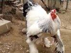 merakli-ayam-di-kosovo.jpg