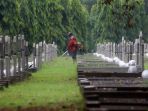 merawat-makam-pahlawan-kalibata_20181109_214749.jpg