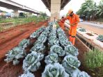 merawat-tanaman-sayur-di-kolong-tol-becakayu_20210912_184246.jpg