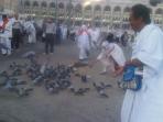 merpati-mekkah_20150723_173613.jpg