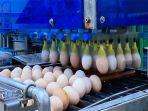 mesin-pembersihan-telur-ayam-di-jepang.jpg