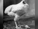 mike-the-miracle-ayam_20180920_193153.jpg