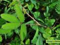 mimosa-pudica-linn.jpg