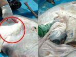 miris-ditemukan-bangkai-ikan-pari-dengan-perut-menggelembung.jpg
