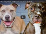 mitos-dan-fakta-anjing-pitbull-tak-seseram-yang-kamu-pikirkan_20170807_141104.jpg