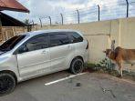 mobil-daihatsu-xenia-bersama-seekor-lembu-jantan-yang-disita-dari.jpg