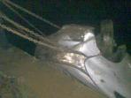 mobil-masuk-sungai_20160630_150519.jpg