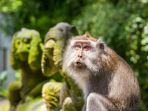 monkey-forest-ubud_20181104_183921.jpg