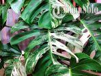 monstera.jpg