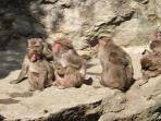 monyet-charlotte-jepang_20150508_210952.jpg