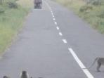 monyet-di-jalan-raya_20160705_150812.jpg