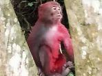 monyet-disiram-cat-merah.jpg