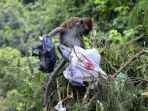 monyet-ekor-panjang-di-kawasan-hutan-lindung-sekupang_20181017_234208.jpg