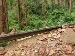 monyet-ekor-panjang1.jpg
