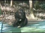 monyet-hitam234.jpg