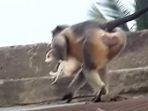 monyet-india.jpg