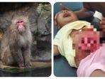 monyet-liar-serang-bayi-di-banten.jpg