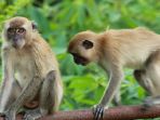 monyet-liar_20170608_061725.jpg