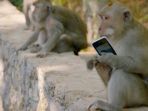 monyet-uluwatu-yang-mencuri-ponsel-wisatawan_20170602_183542.jpg
