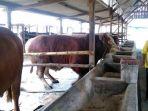 muhammad-sholeh-peternak-sapi-0330.jpg