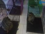 musang_20161225_232756.jpg