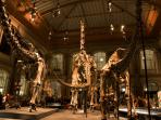 museum-dinosaurus_20150621_180947.jpg