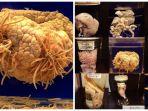 museum-parasitologi-megure-tokyo.jpg