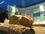 museum-sangiran_20150817_112707.jpg