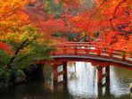 musim-gugur-di-jepang_20181008_150004.jpg