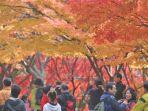 musim-gugur-di-korea-selatan.jpg
